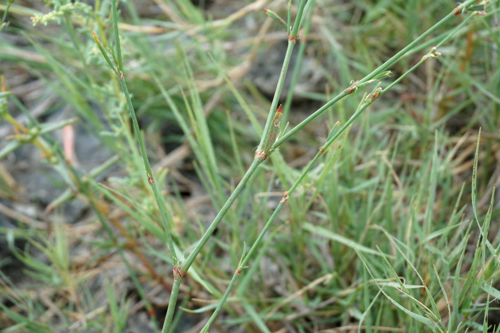 Image of Bellard's smartweed