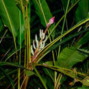 Image of Musa campestris Becc.