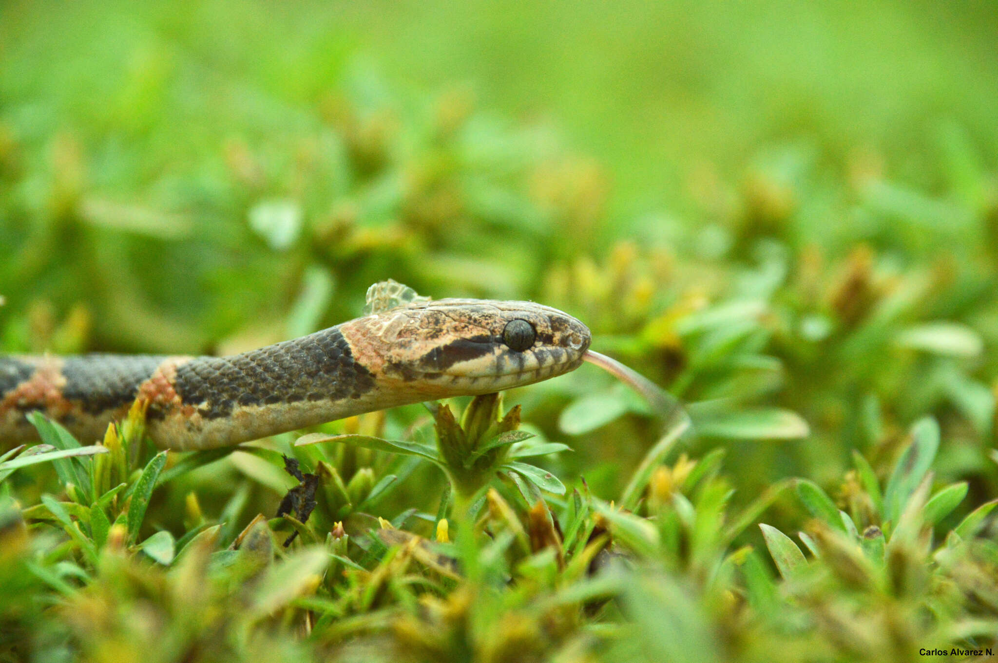 Image of Banded Cat-eyed Snake