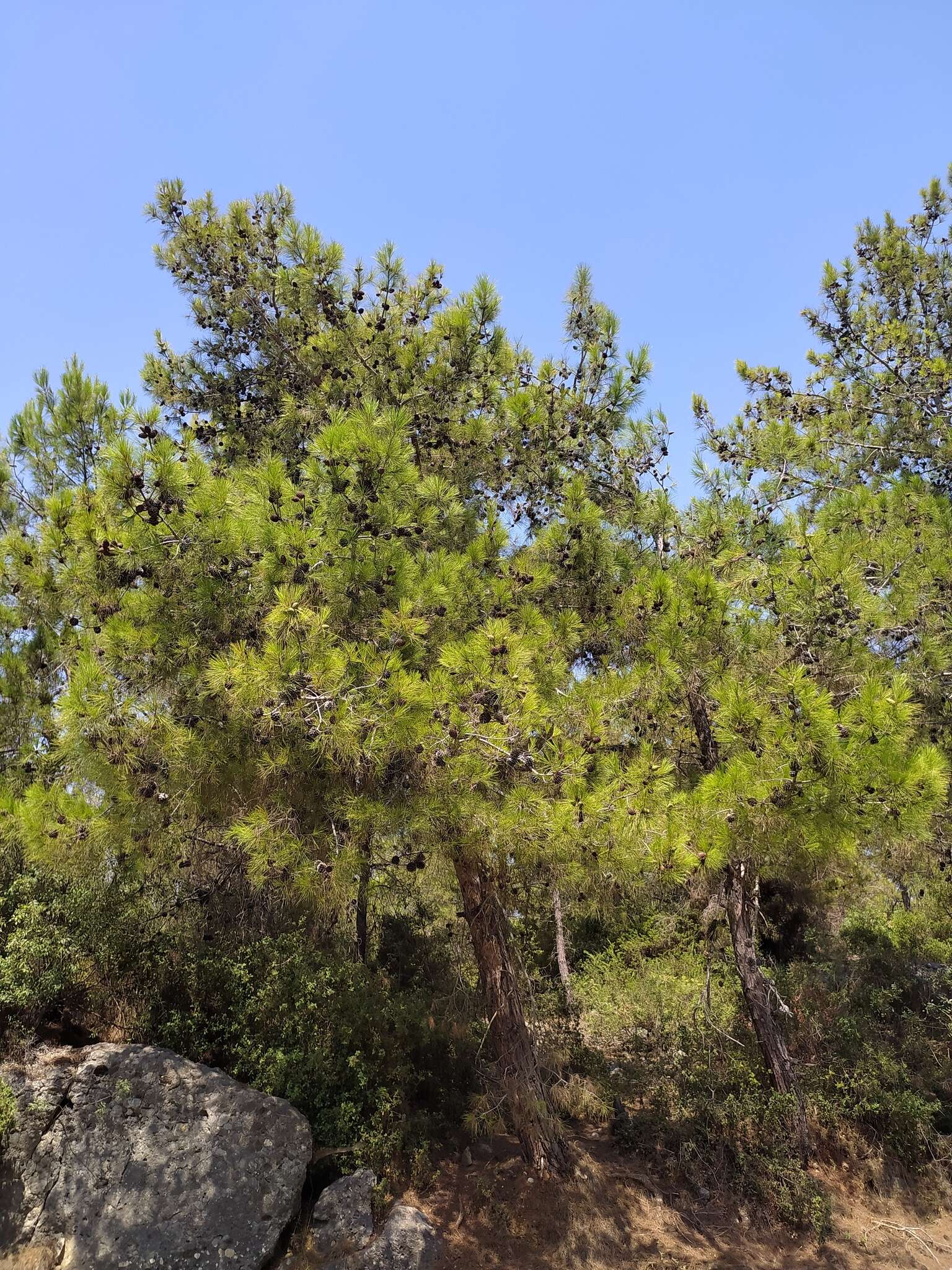 Image of Brutia Pine