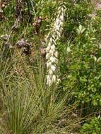 Image of soapweed yucca