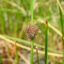 Слика од Chorizandra sphaerocephala R. Br.