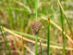 Image of Chorizandra sphaerocephala R. Br.