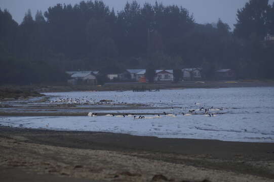 Image of Black-necked Swan