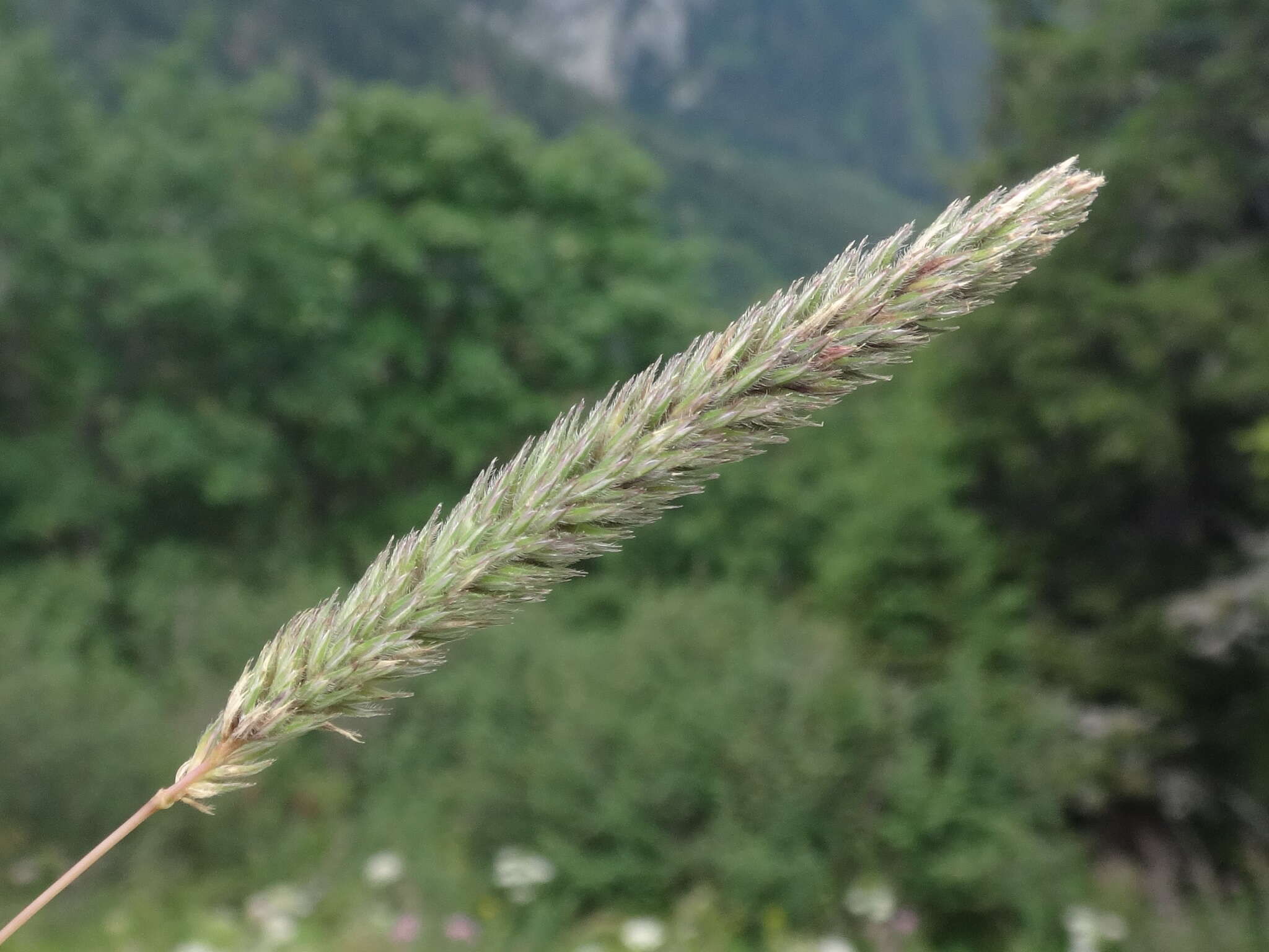 Phleum hirsutum Honck.的圖片