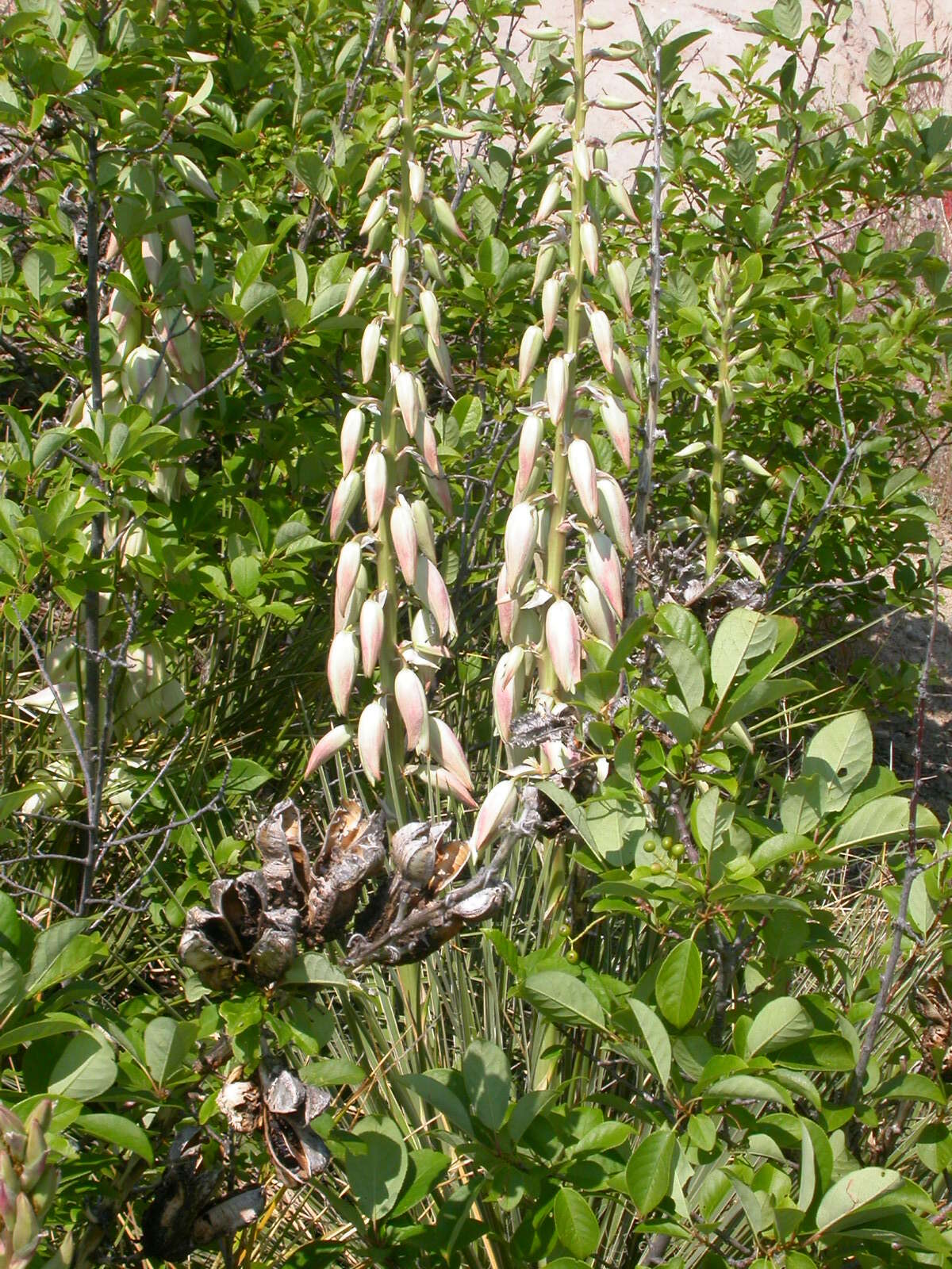 Sivun Yucca glauca Nutt. kuva