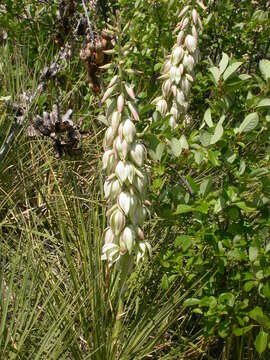 Sivun Yucca glauca Nutt. kuva