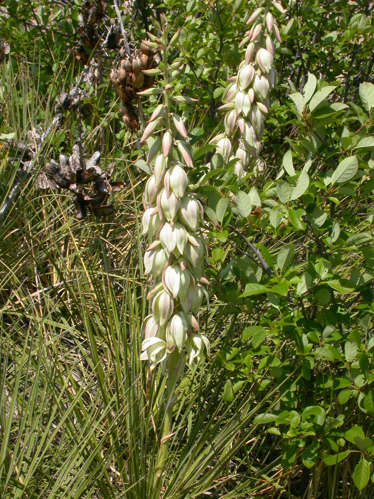 Sivun Yucca glauca Nutt. kuva