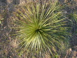 Sivun Yucca glauca Nutt. kuva