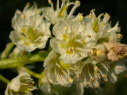 Image of meadow death camas