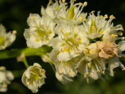 Image of meadow death camas