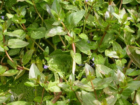 Image of American speedwell