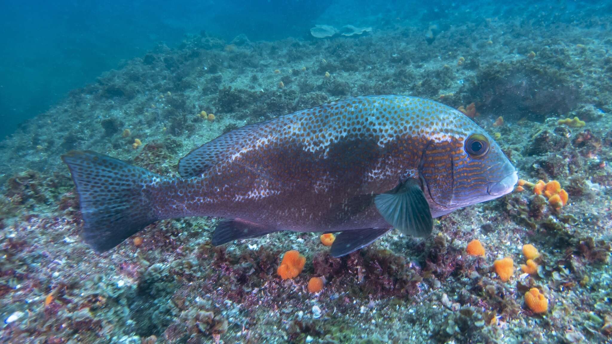 Image of Lemon sweetlips