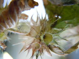 Image of Common hemp nettle