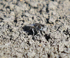 Image of Lipochaeta ranica Mathis & Trautwein 2003