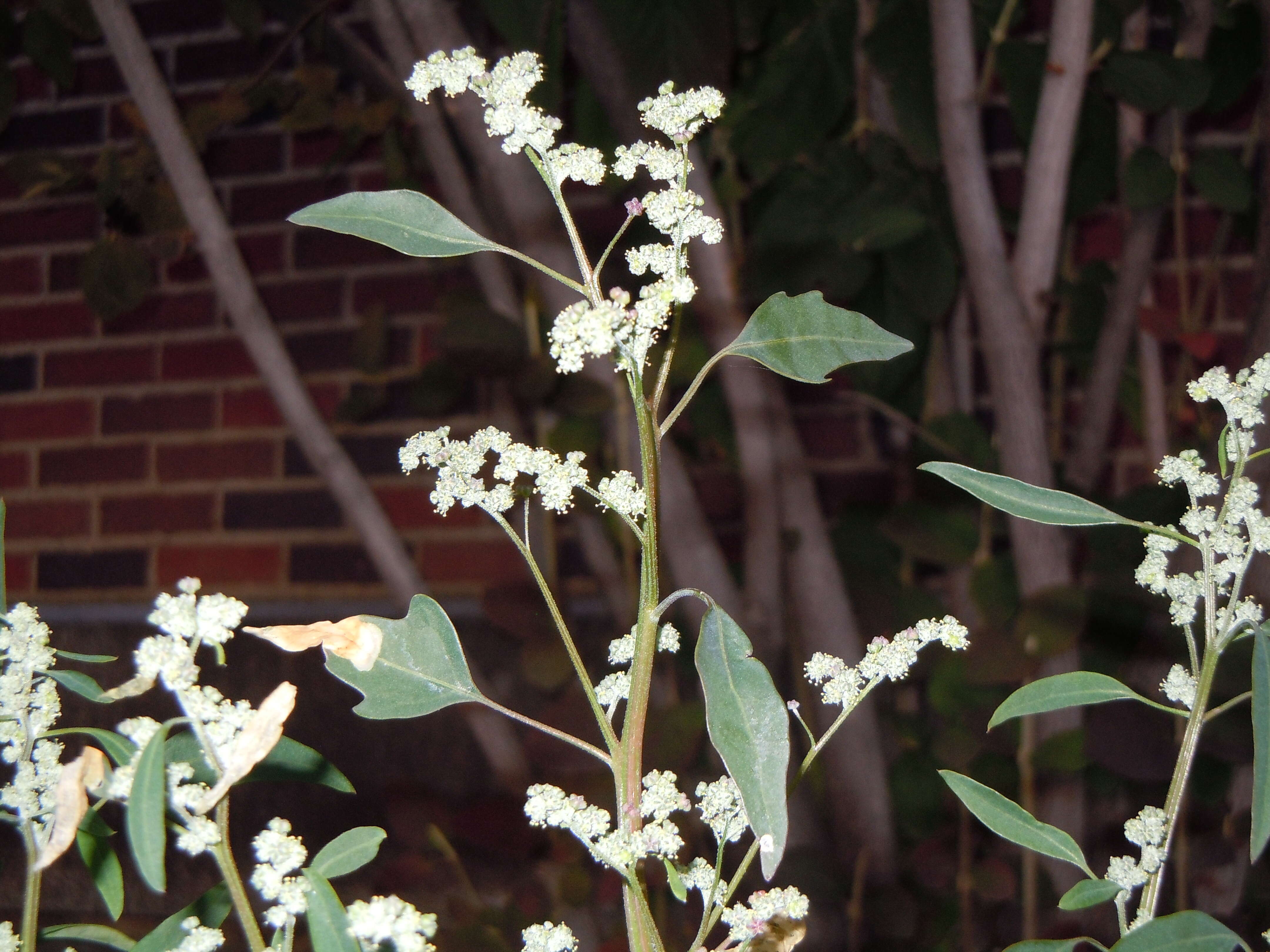 Image of pitseed goosefoot