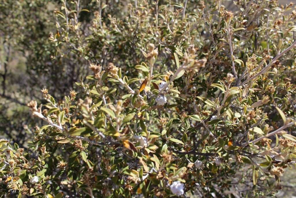 Image of Tarchonanthus minor Less.