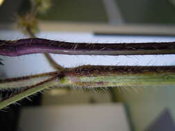 Image of Common hemp nettle