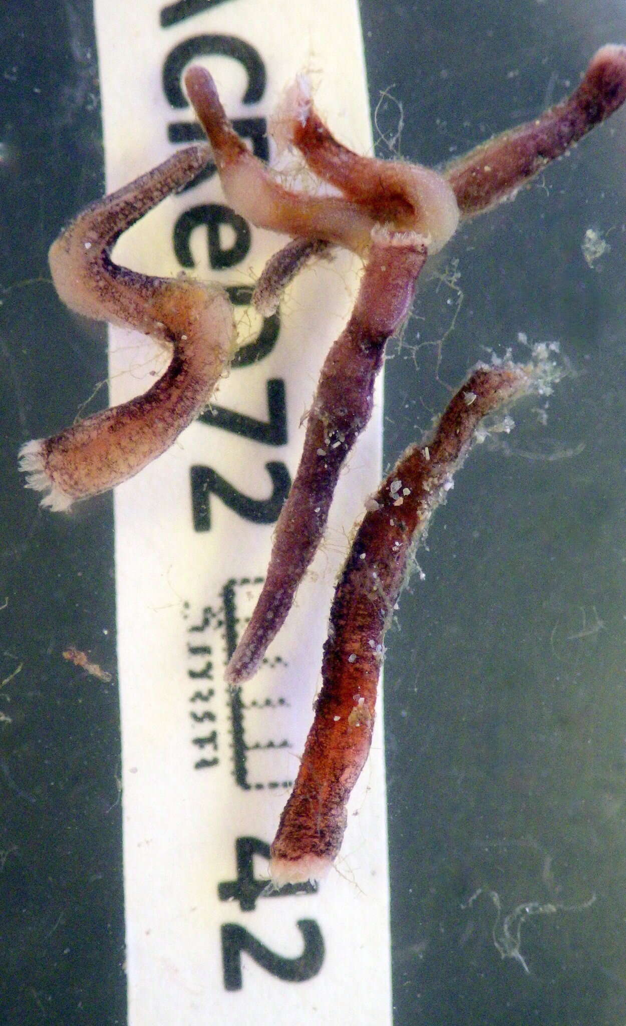 Image of Rowedota epiphyka (O'Loughlin ex O'Loughlin & Vanden Spiegel 2007)