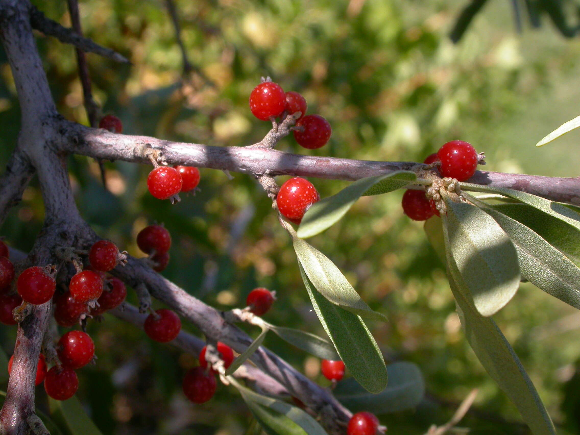 Image of silver buffaloberry