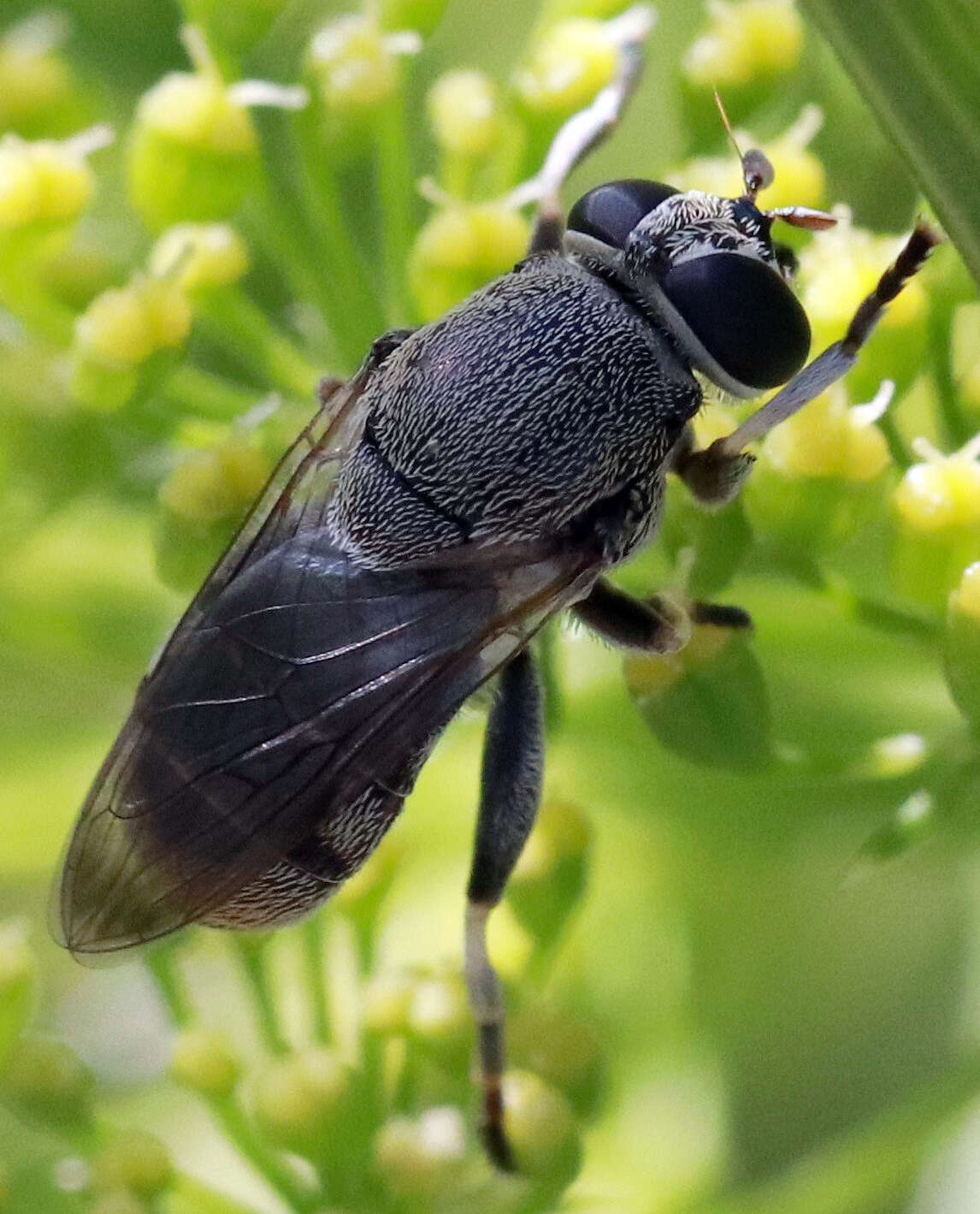 Image of Myolepta aurinota (Hine 1903)