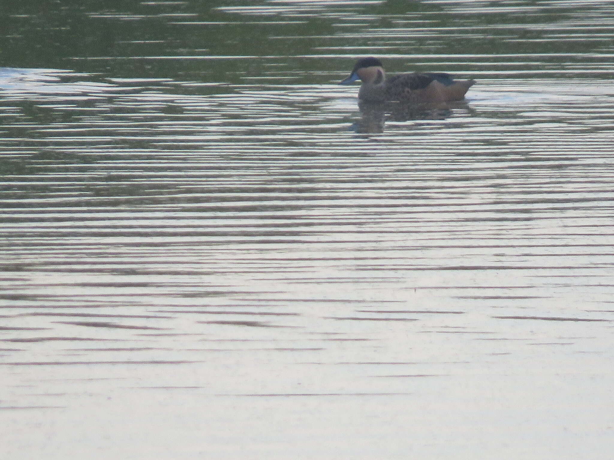 Image of Blue-billed Teal