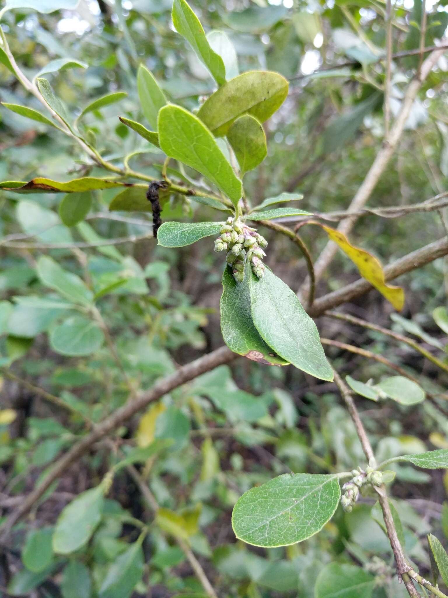 Image of Lindheimer's silktassel