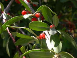 Image of silver buffaloberry