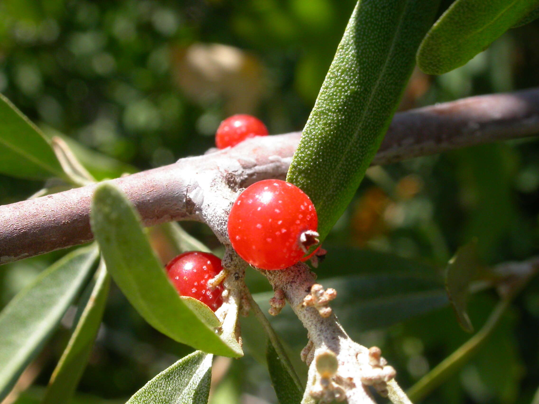 Imagem de Shepherdia argentea (Pursh) Nutt.