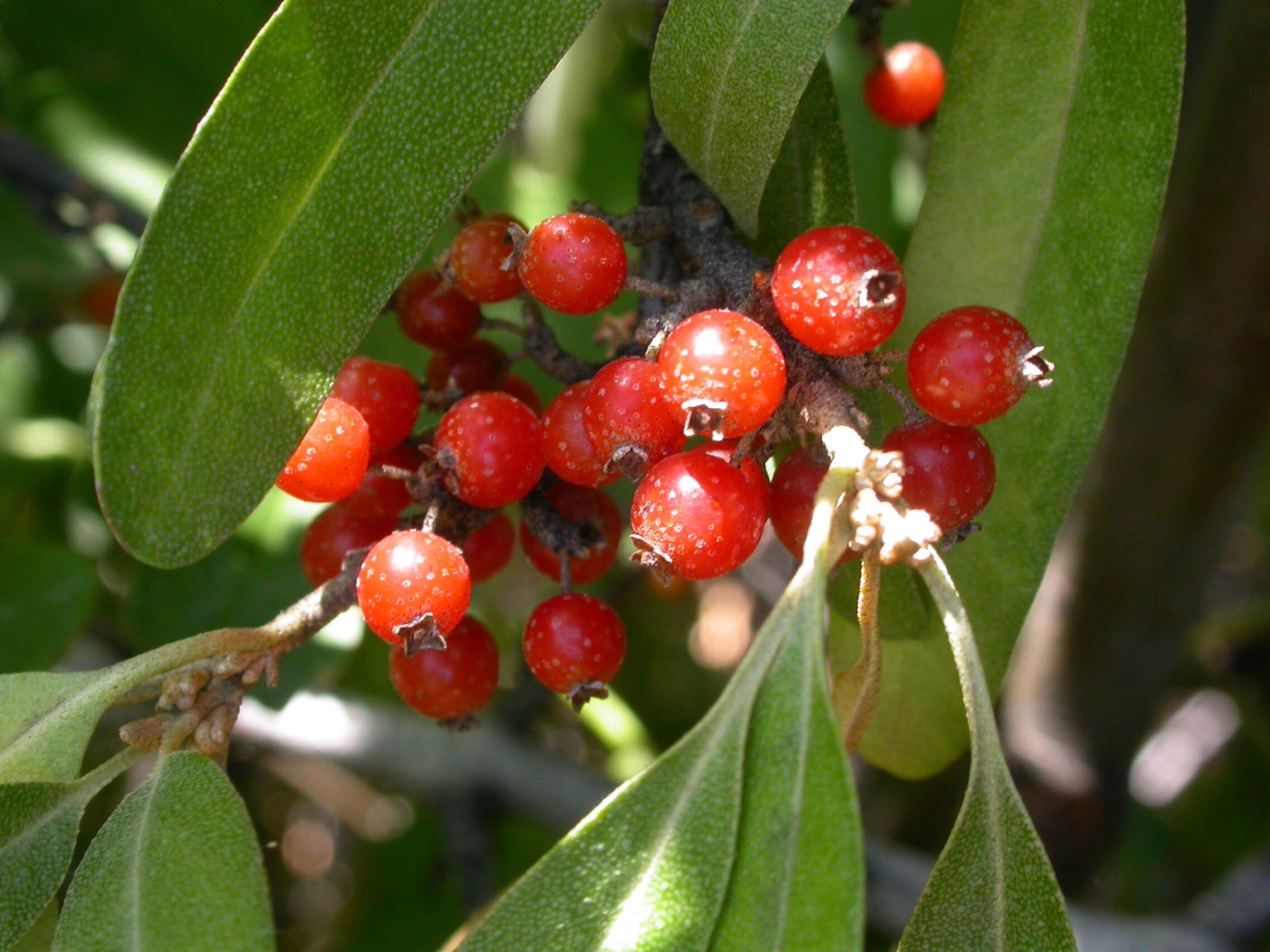 Image of silver buffaloberry