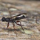 Plancia ëd Megalyra fasciipennis Westwood ex Griffith 1832