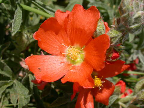 Image of scarlet globemallow