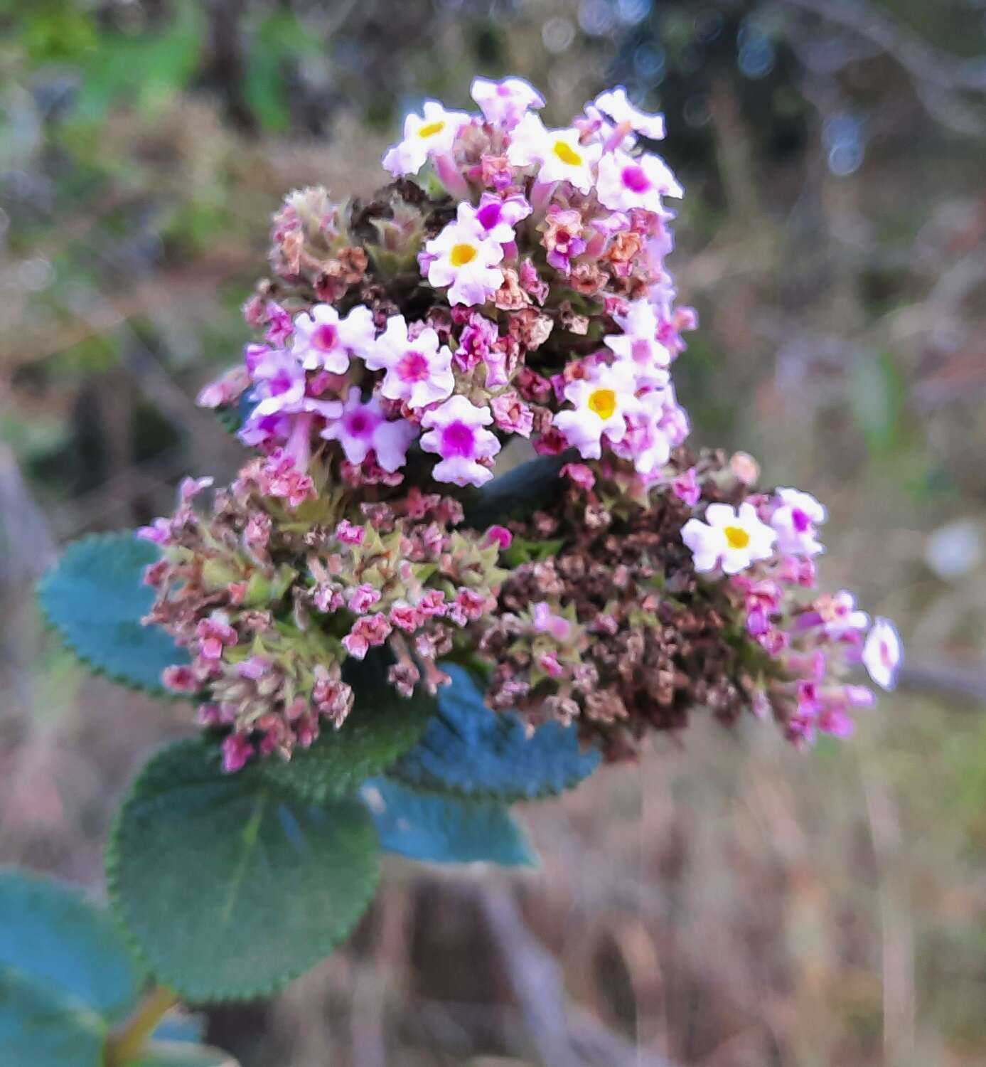 Image of Lippia rotundifolia Cham.