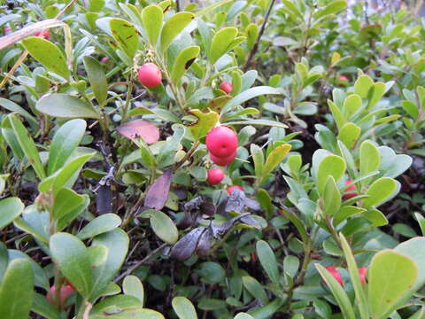 Image of bearberry