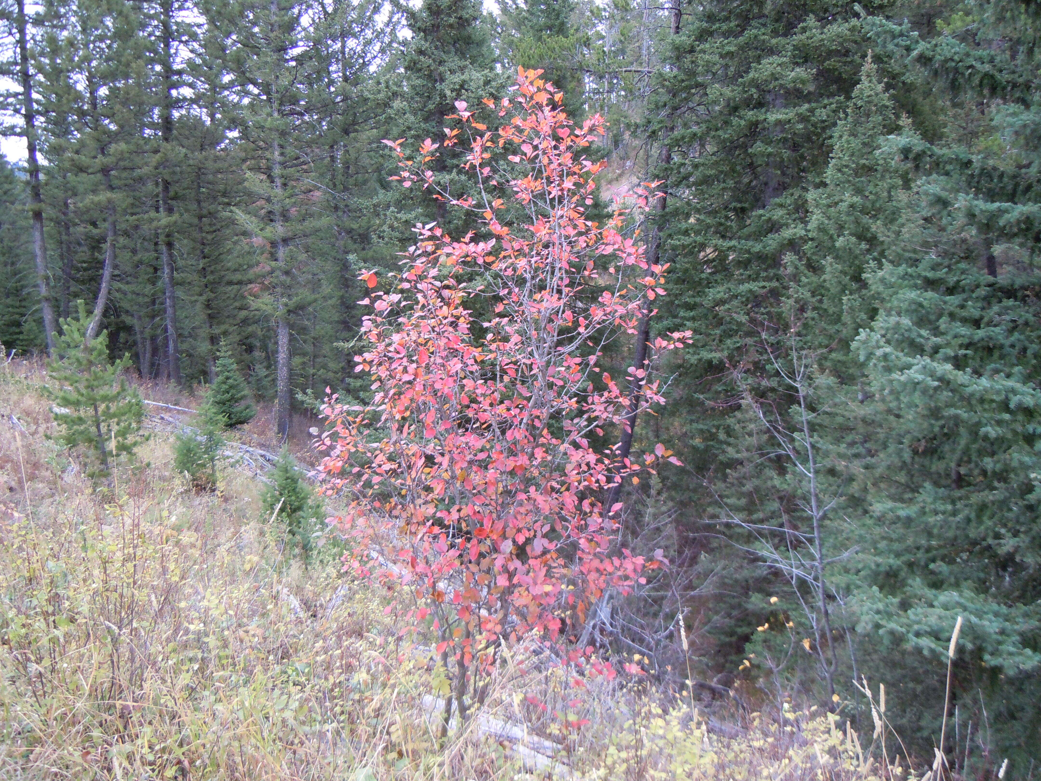 Image of black hawthorn