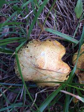 Image of Suillus americanus (Peck) Snell 1944