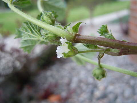 Image of common mallow