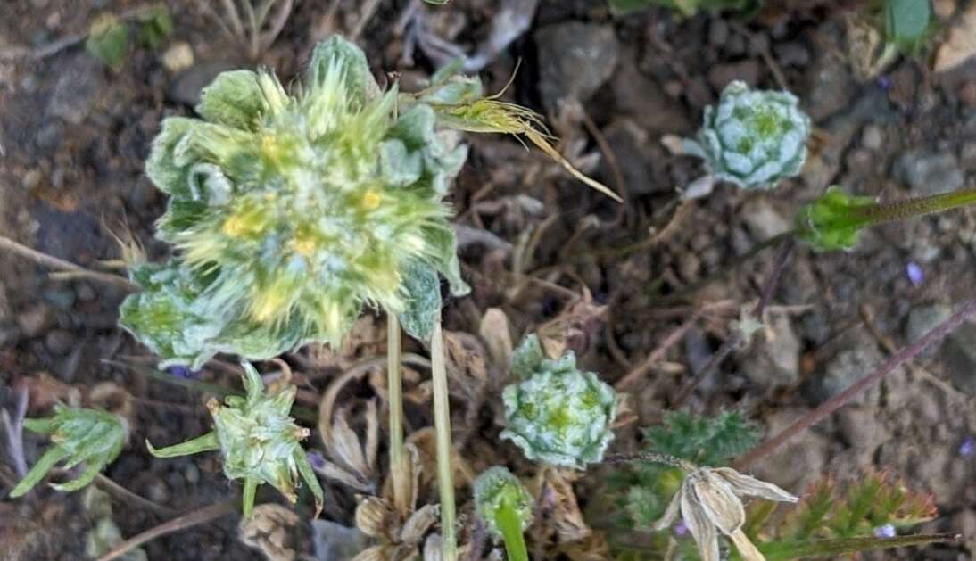 Image of broad-leaved cutweed