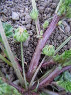 Image of common mallow