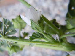 Image of common mallow