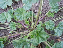 Image of common mallow