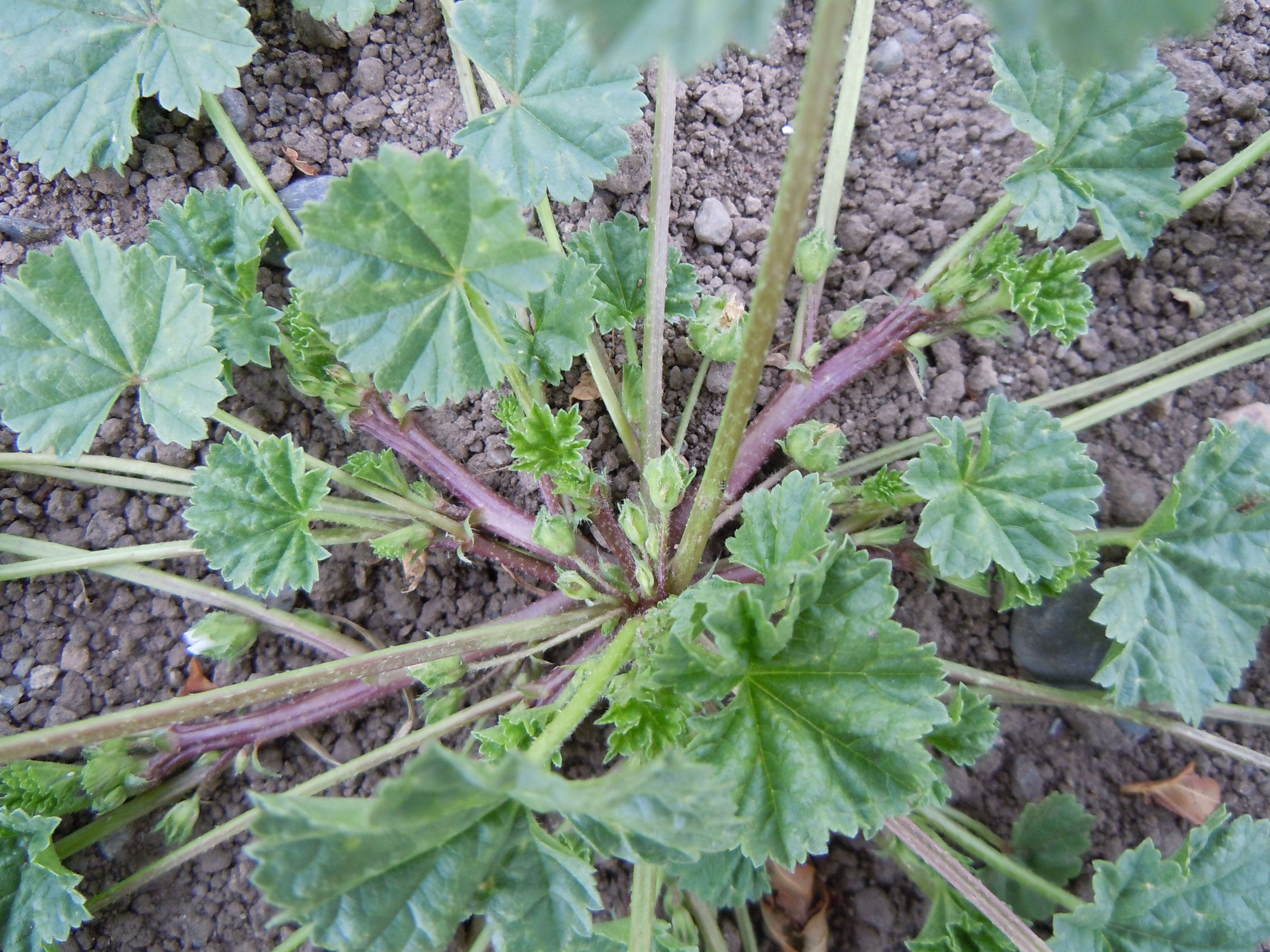 Image of common mallow