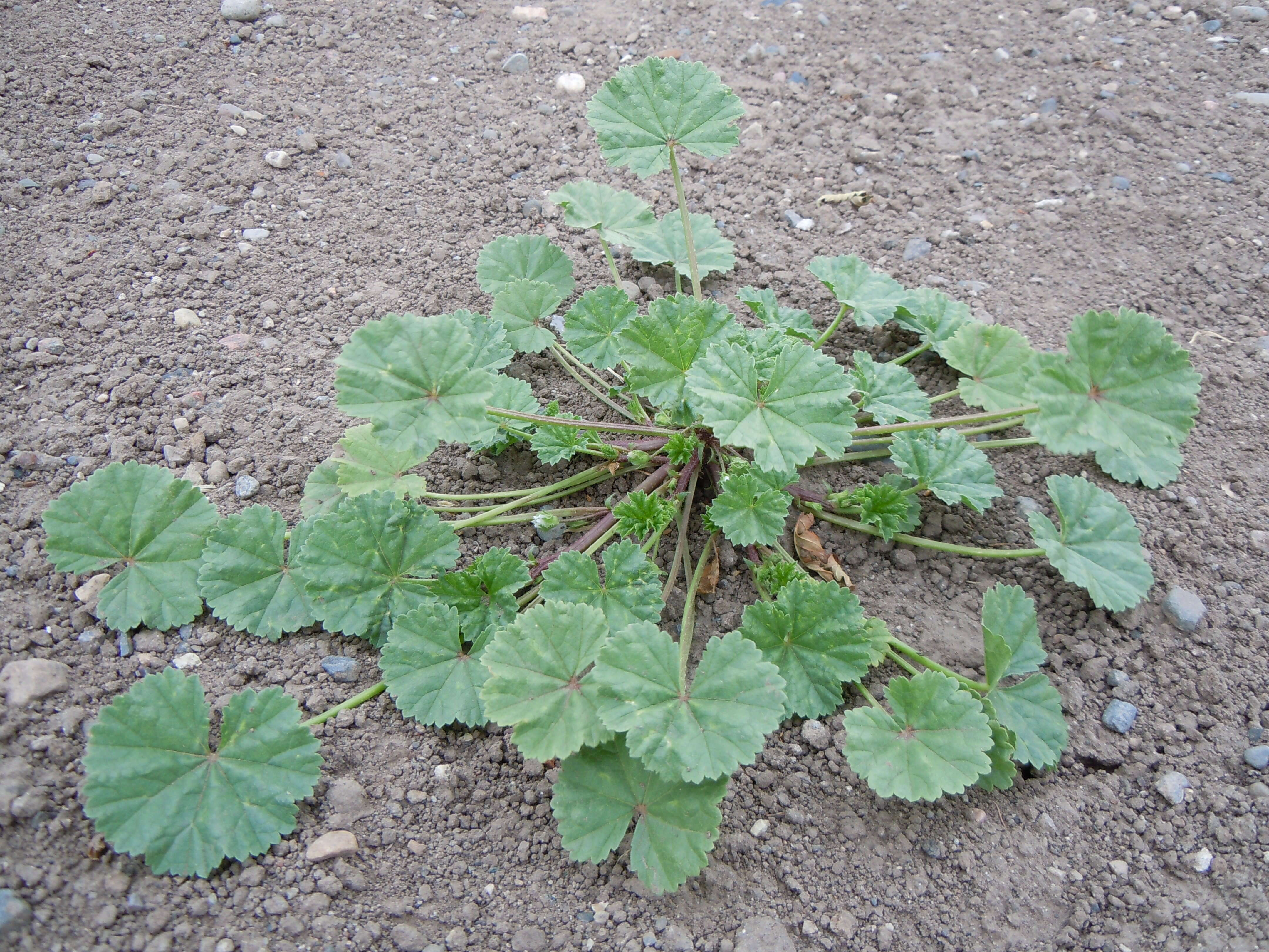 Image of common mallow