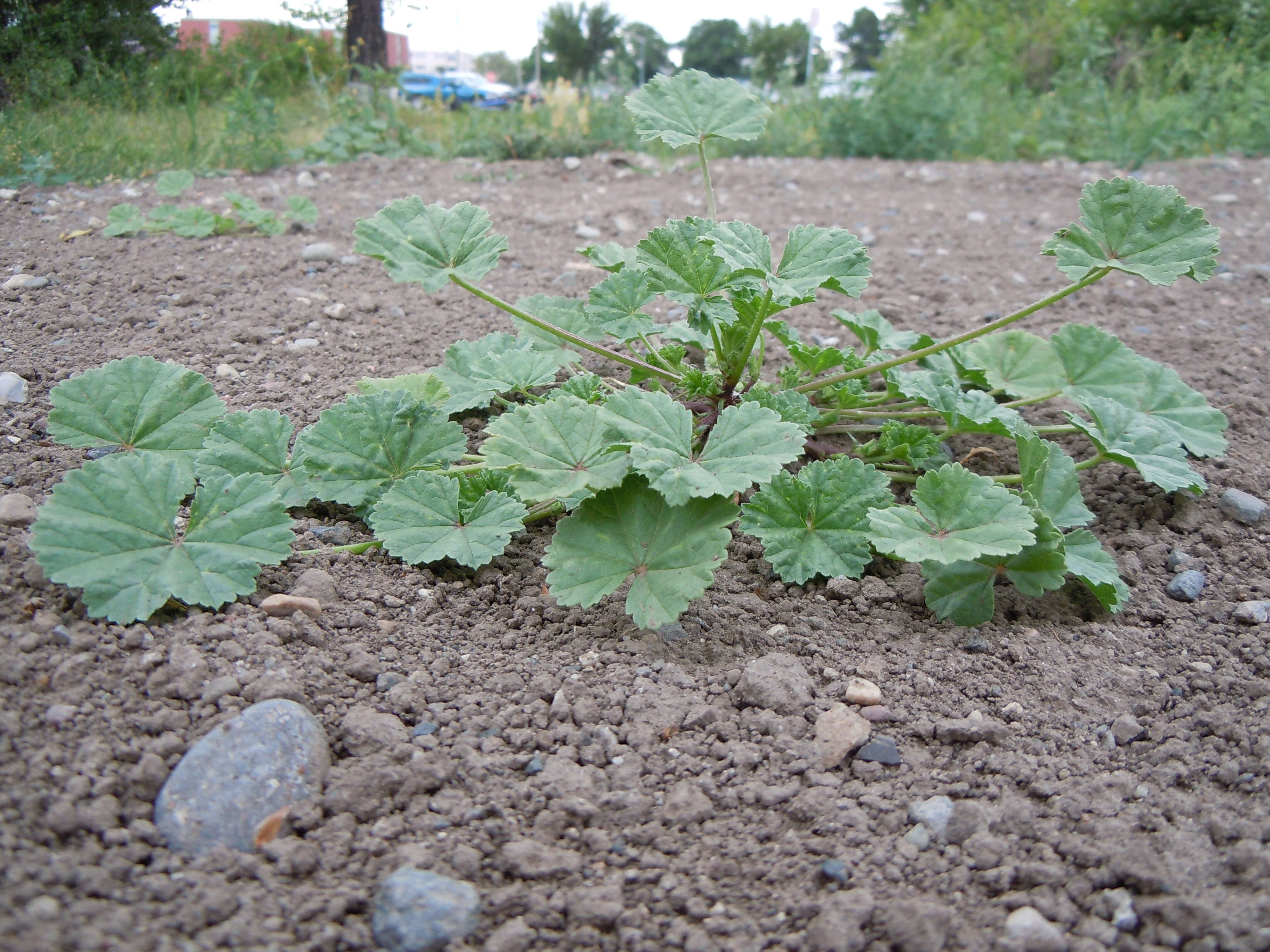 Image of common mallow