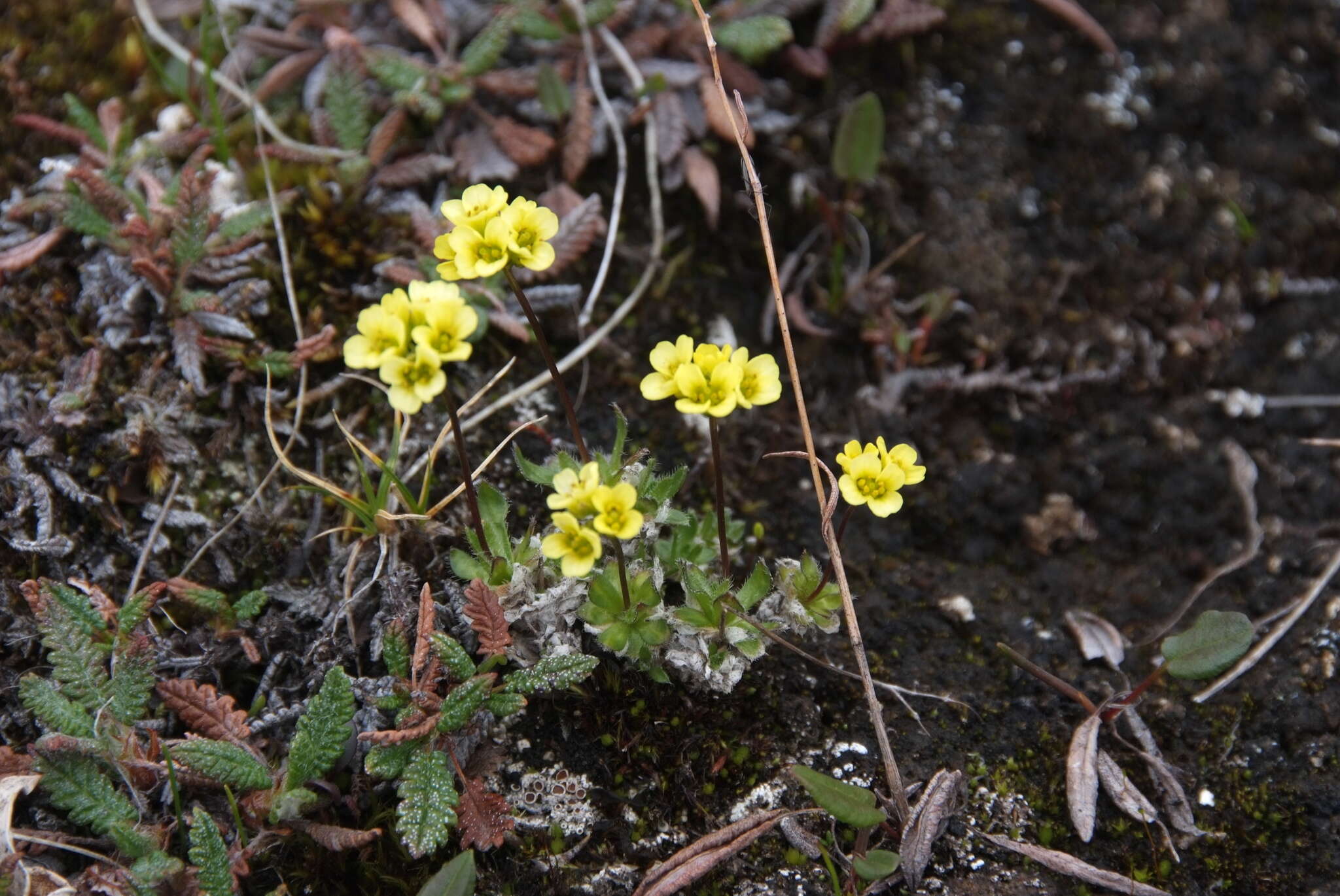 Image of alpine draba