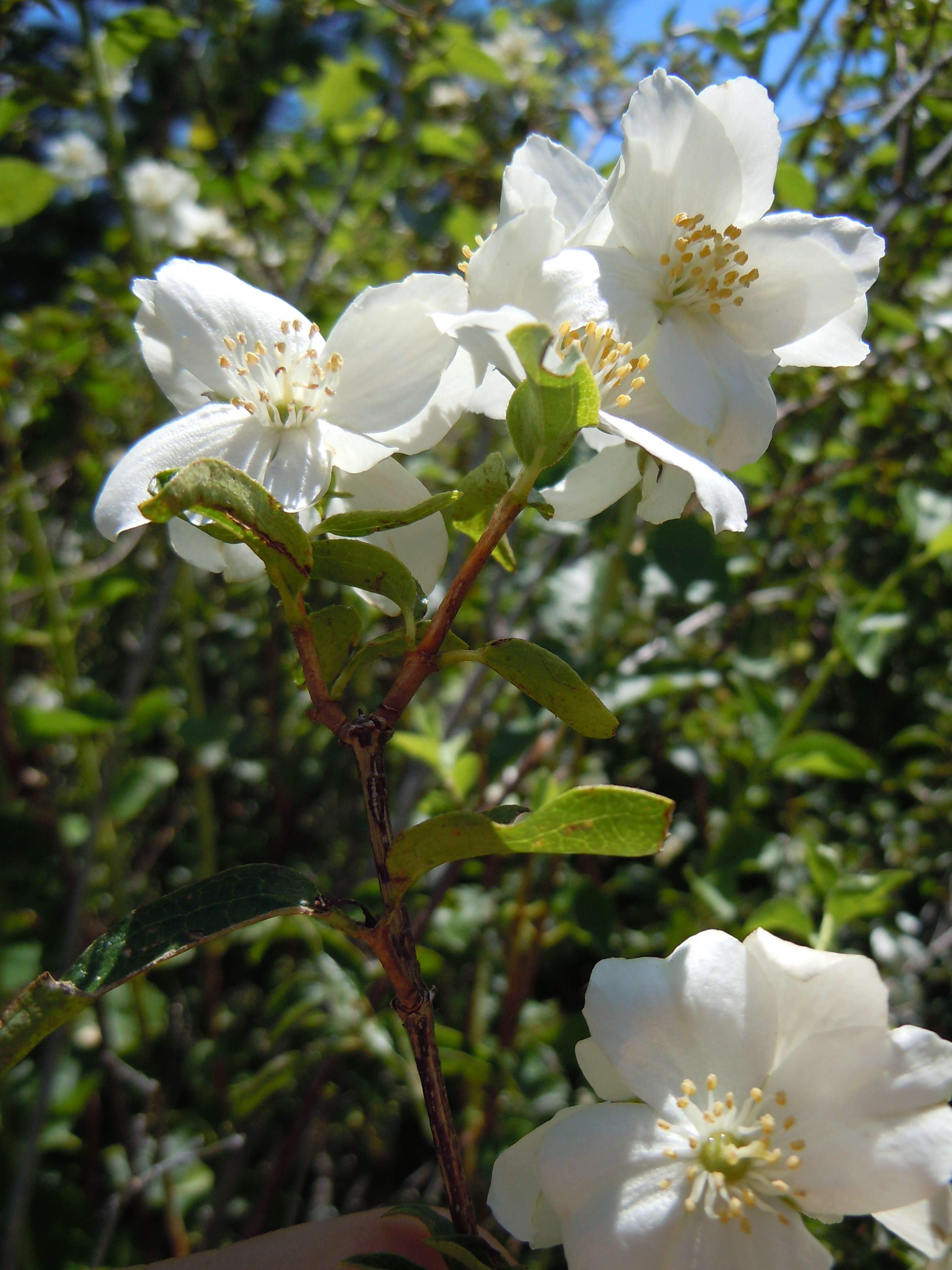 Image of Gordon's Mockorange