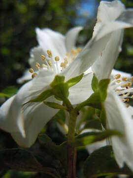 Image of Gordon's Mockorange