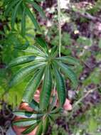 Imagem de Ipomoea heterodoxa Standl. & Steyerm.