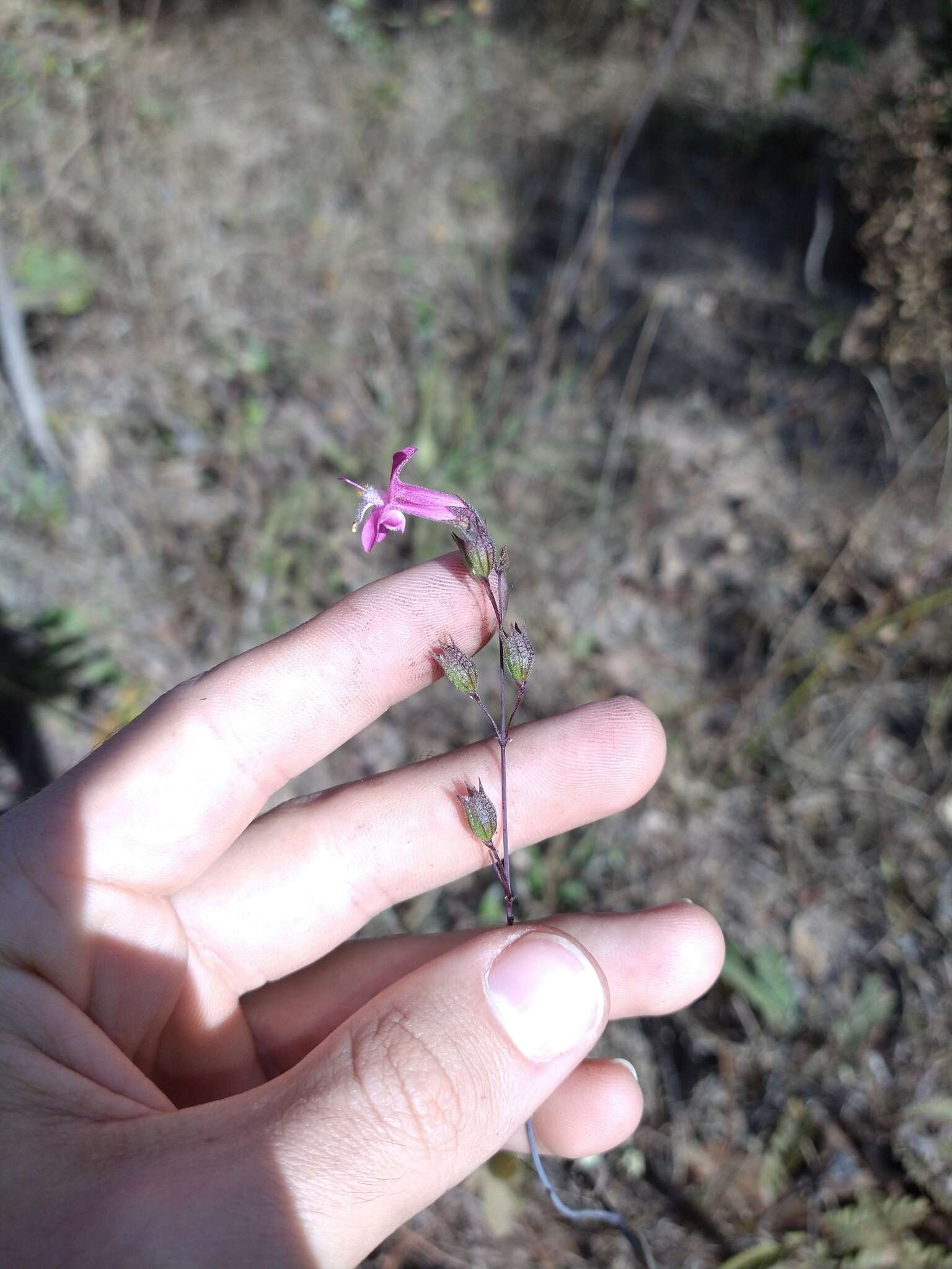 Image of Hypenia macrantha (A. St.-Hil. ex Benth.) Harley