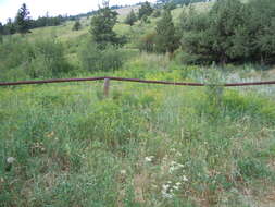 Image of leafy spurge